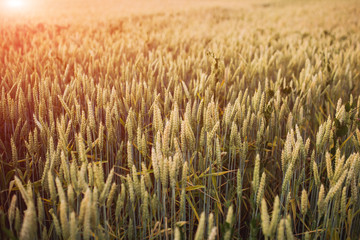 a large field on which grows grass, wheat, rice, rye, barley