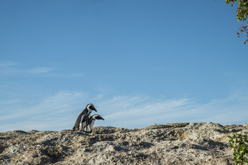 casal de pinguins