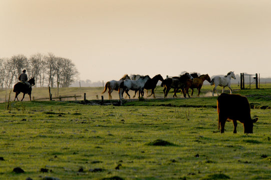 caballos en el campo