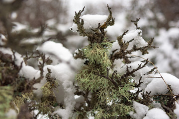 moss looks like deer close up