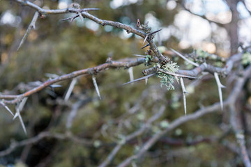 Branch with thorns and moss