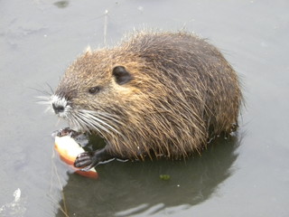 nutria