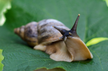 snail on a green leaf