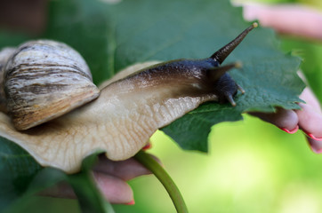 snail on a green leaf
