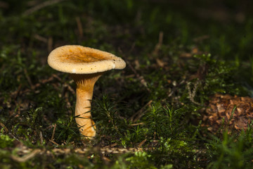 mushroom macro photo