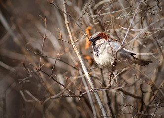 Sparrow sitting on a branch.