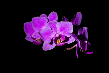 Fototapeta na wymiar Purple orchid flowers on black background