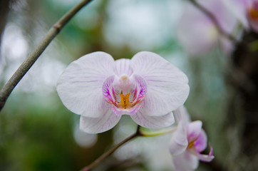Naklejka na ściany i meble Orchid - the queen of flowers, bloomed in a botanical garden.