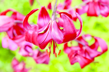red lilies