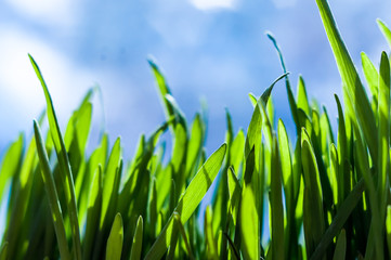 Fresh green spring grass blades with water drops on bright background