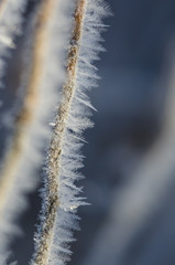 Icy Frost Crystals Clinging to the Frozen Winter Foliage