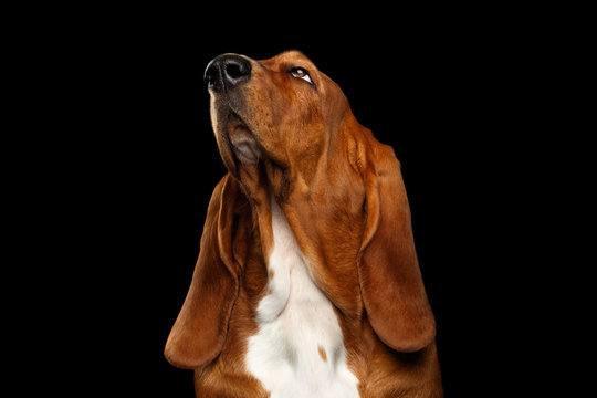Portrait of Pitiful Basset Hound Dog Looking up on Isolated black background, front view