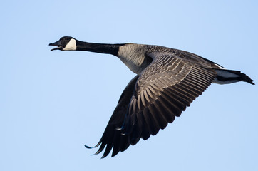 Canada Goose Flying in a Blue Sky