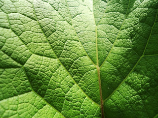 Лист лопуха