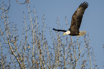 Bald Eagle Flying Among the Barren Winter Trees