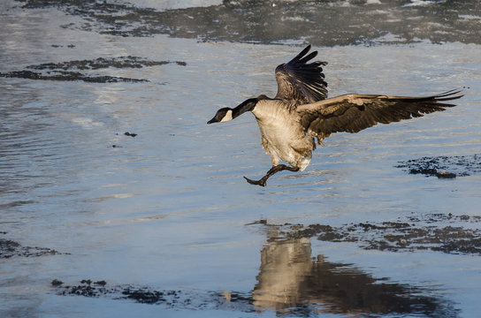 Canada Goose Coming in for a Landing on the Cold Slushy Water