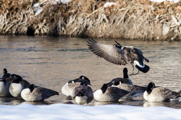 Canada Goose Coming in for Landing on Snowy Winter River