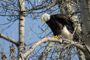 Bald Eagle Perched High in the Winter Tree