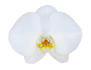 White phalaenopsis orchid isolated on white background - obrazy, fototapety, plakaty