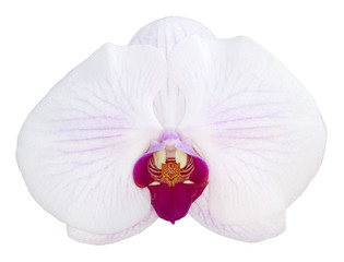 Fototapeta na wymiar White phalaenopsis orchid isolated on white background