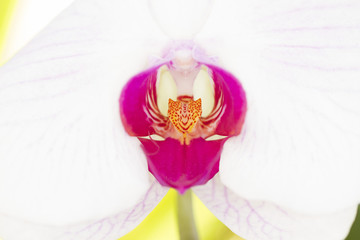 Close-up image of pink white phalaenopsis orchid  isolated on wh