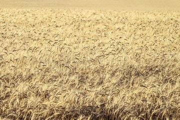 Ripe rye grains. Agricultural background with limited depth of field (blurred horizontal edges).