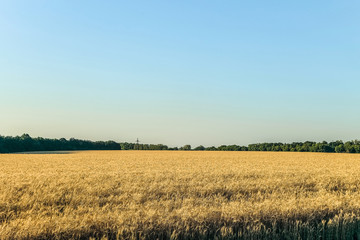 Evening ripe rye field