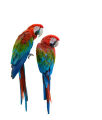 Naklejka na ściany i meble Scarlet Macaw, beautiful bird isolated with white background.