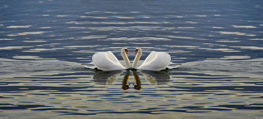 love swans