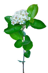 Black chokeberry (Aronia melanocarpa)