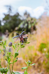 Beetle-barbel woodcutter with spread wings on a wild flower