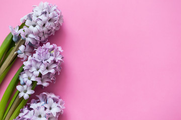 Fresh purple flowers hyacinths on pink background. Selective focus. Place for text.