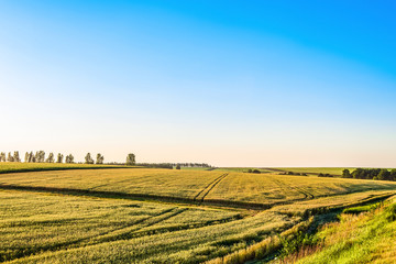 Fototapeta na wymiar Plain with rye fields on a sunny summer day. Agricultural landscape.