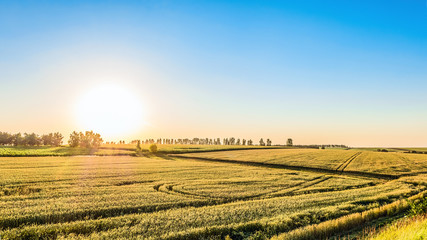 Rye field in the golden rays of low sun. Agricultural landscape in backlit sunlight.