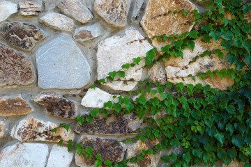 ivy on stone wall
