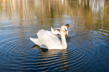 Graceful white swan and gray goose swim together in a pond in a park in spring. Ornithology.