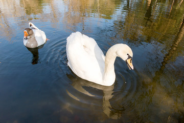 Graceful white swan and gray goose swim together in a pond in a park in spring. Ornithology.