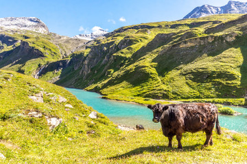 Schwarze Rinder auf einer Almwiese im Hochgebirge