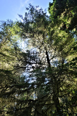 arbre