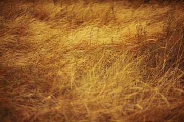 Autumn grass pattern