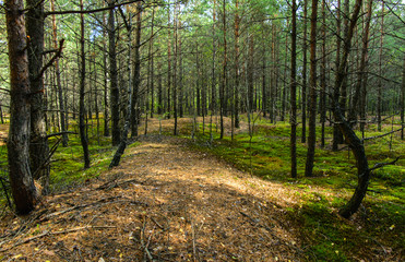 Pine forest, moss in the forest, Belarus, Brest region, September, autumn, day, sunny,