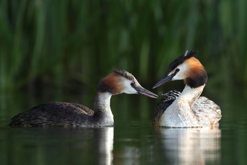 Great crested grebe