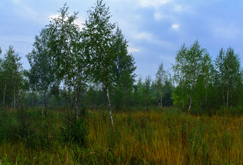 Fog in the field, road, Belarus, Brest region, September, autumn, morning, dawn,