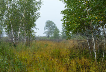 Fog in the field, road, Belarus, Brest region, September, autumn, morning, dawn,