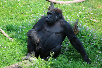 Gorilla © mpaskvan