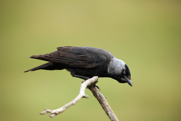The western jackdaw (Corvus monedula) sitting on the branch with green background