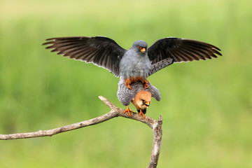 The red-footed falcon (Falco vespertinus) mating pair on tree with green background