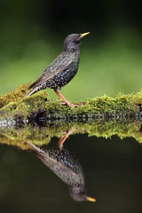The common starling (Sturnus vulgaris) or the European starling a shore pond