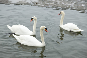 Obraz premium Beautiful swans swim in the frozen river Danube in winter season.