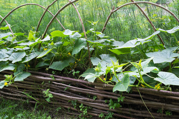 wooden raised beds with cucumbers in medieval style garden